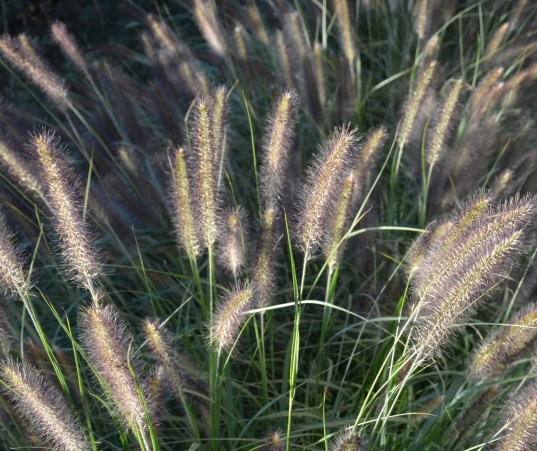 grote-moderne-landelijke-tuin-in-Laar-D-11_537x451_acf_cropped