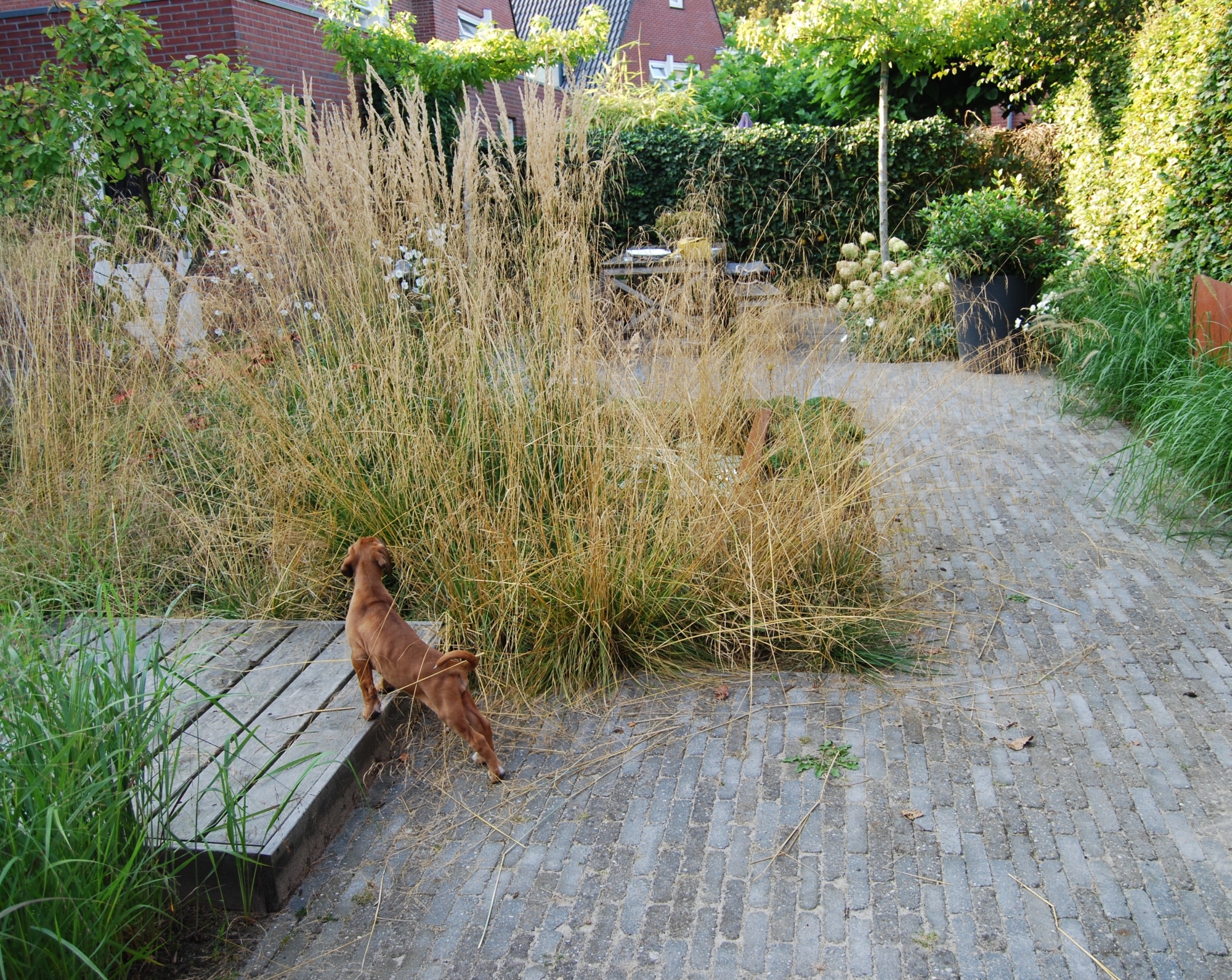 sfeervolle stadstuin in Zwolle 3